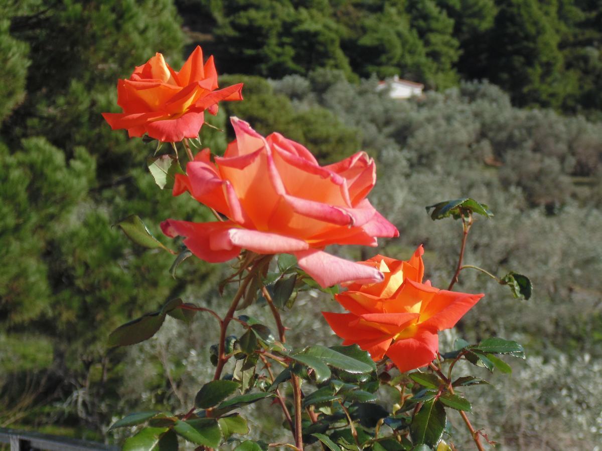 Skiathos Diamond Kolios Exteriér fotografie